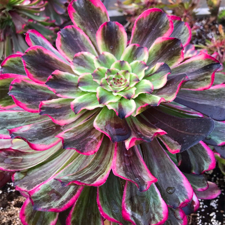 水墨画法师包邮波浪超墨变异精品多肉植物老桩多肉植物