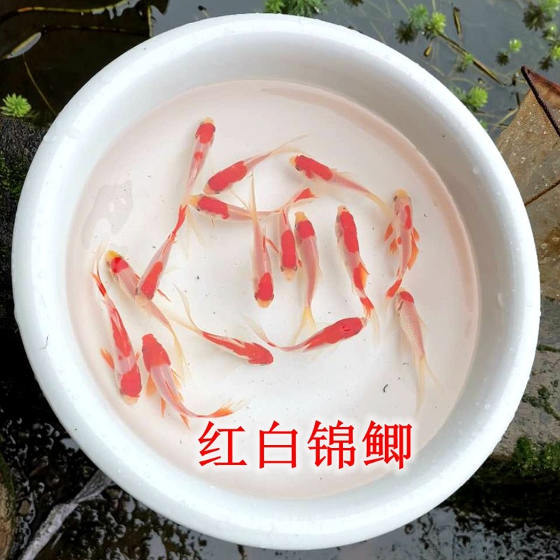 小鱼活观赏鱼红白草金包金草小型淡水好养金鱼活鱼冷水鱼苗小金鱼