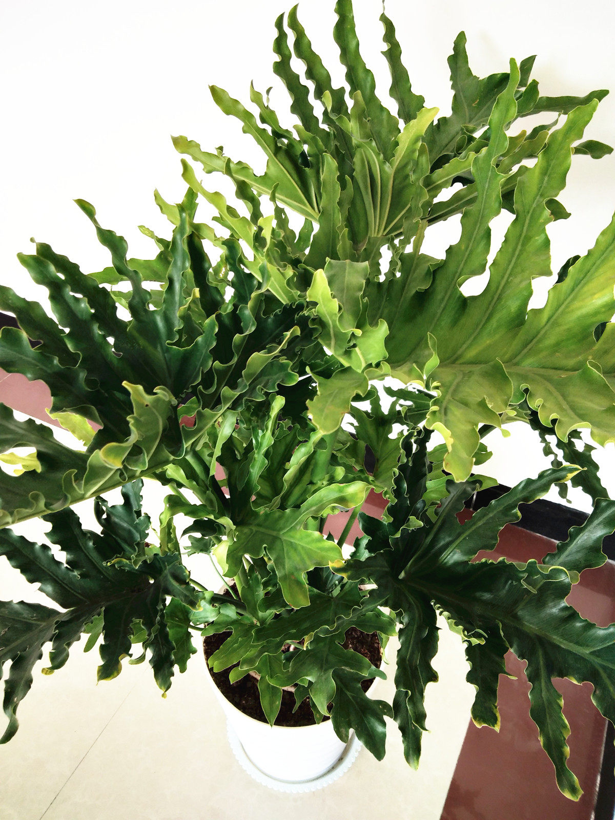 绿植室内耐荫植物 春羽 蔓绿绒四季常青 大叶绿植盆栽 好养活包邮