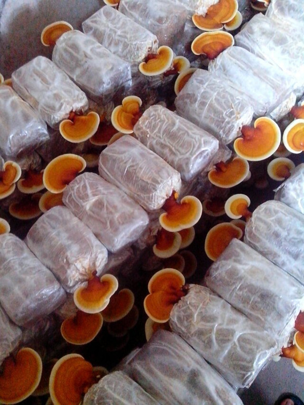 食用蘑菇大灵灵芝菌棒菌包菌种孢子粉家庭种植绿植