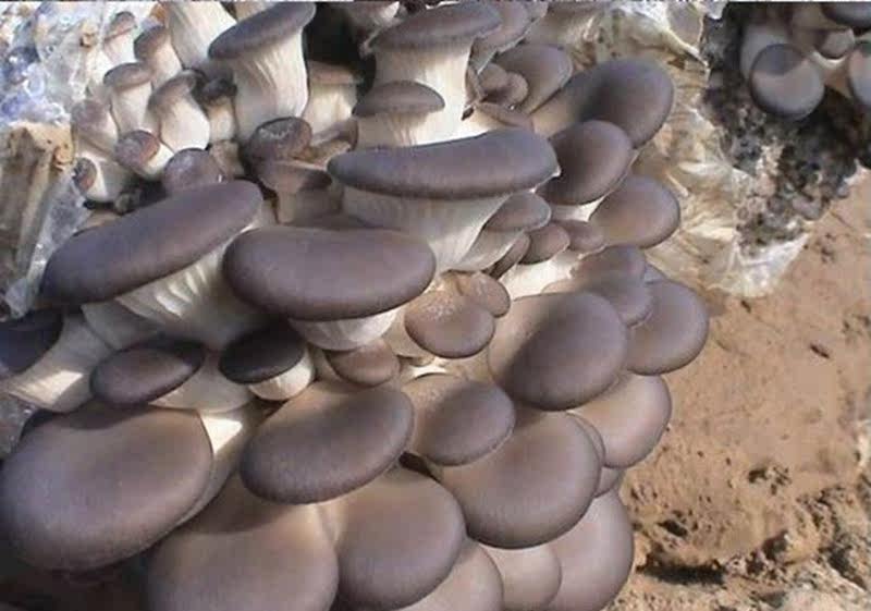 灰姬菇种菌包食用菌棒菌包菌种种子蘑菇多肉植物绿植