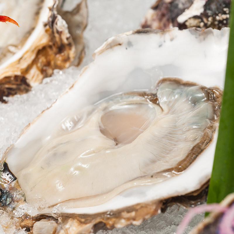 法国空运进口水晶生蚝特大n2海鲜刺身鲜活生蚝
