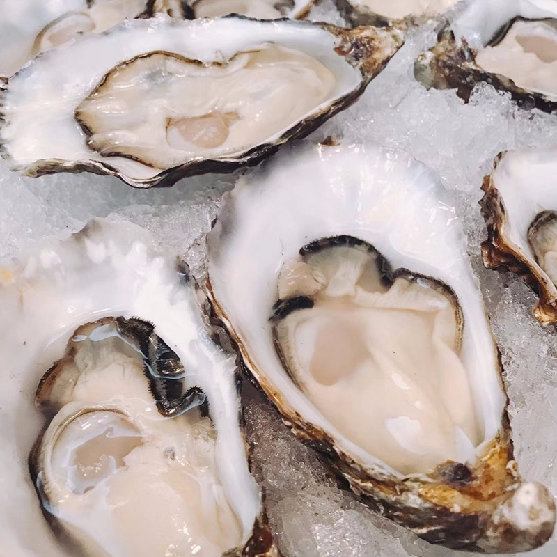 法国空运进口水晶生蚝特大n2海鲜刺身鲜活生蚝