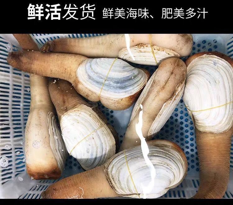 鲜活象拔蚌新鲜野生象鼻海鲜水产即食刺身酒店象拔蚌