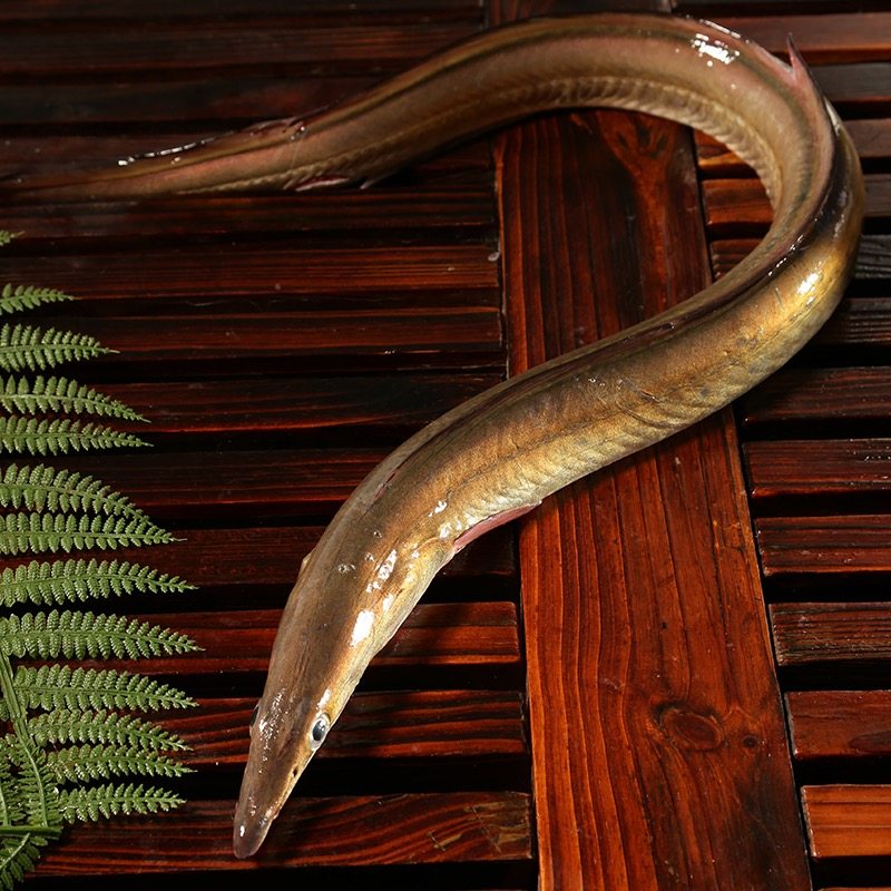 鳗鱼新鲜活鲜活野生现捕海连云港海鲜水产1条约78两拍鳗鱼