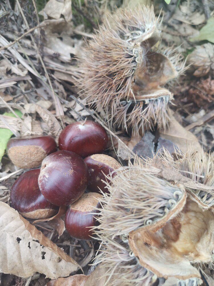 板栗贵州野生新鲜带壳栗子老树扳栗生毛栗5斤新鲜板栗