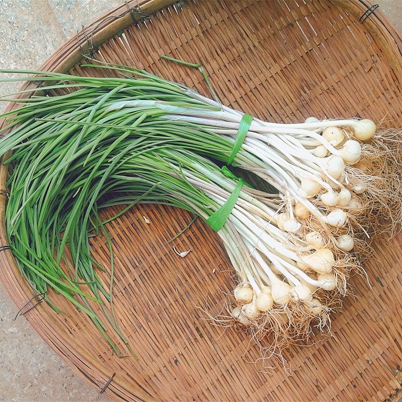 贵州正宗野生新鲜野葱野菜独根蒜薤小根蒜小叶菜类