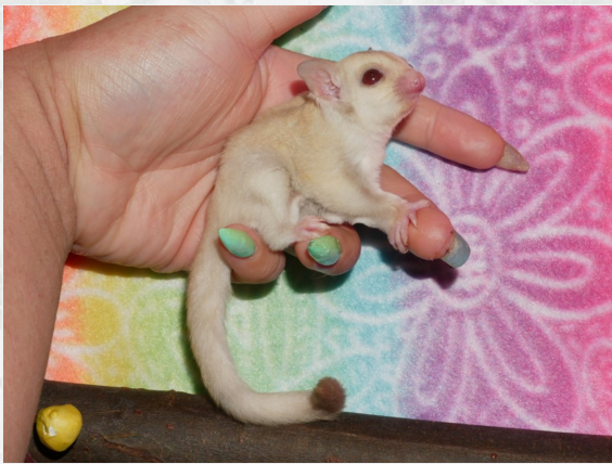 依诺奶油红眼马赛克异色澳洲纯蜜袋鼯各种颜色