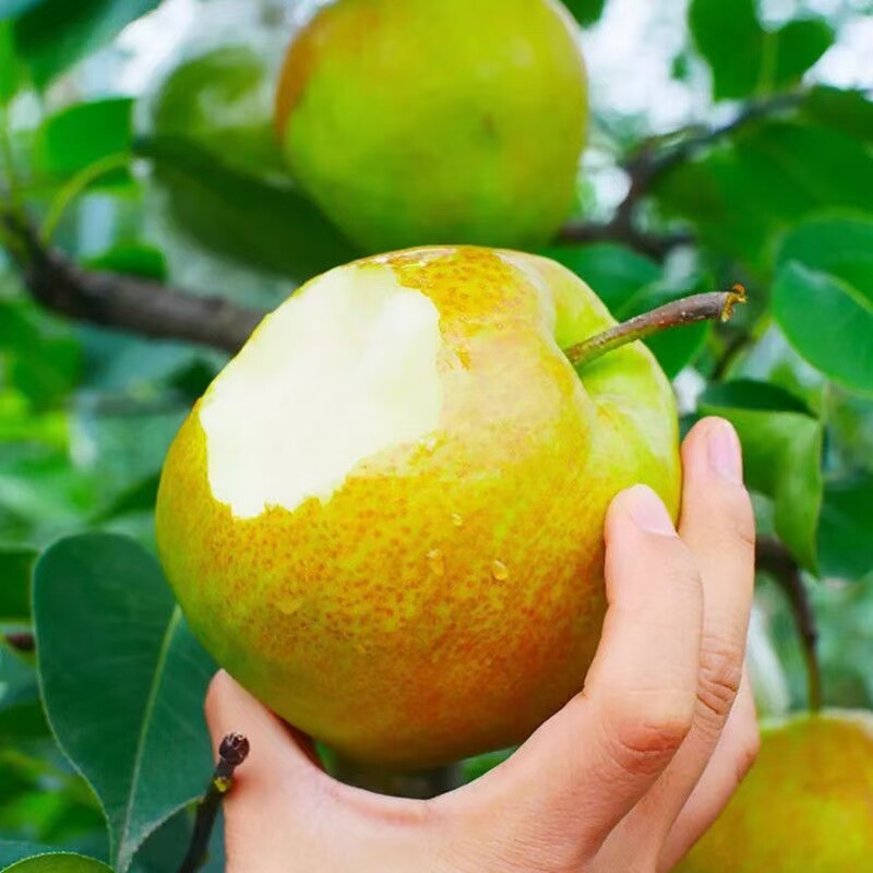 隰县玉露香梨山西特产12颗脆甜汁多无渣梨子梨