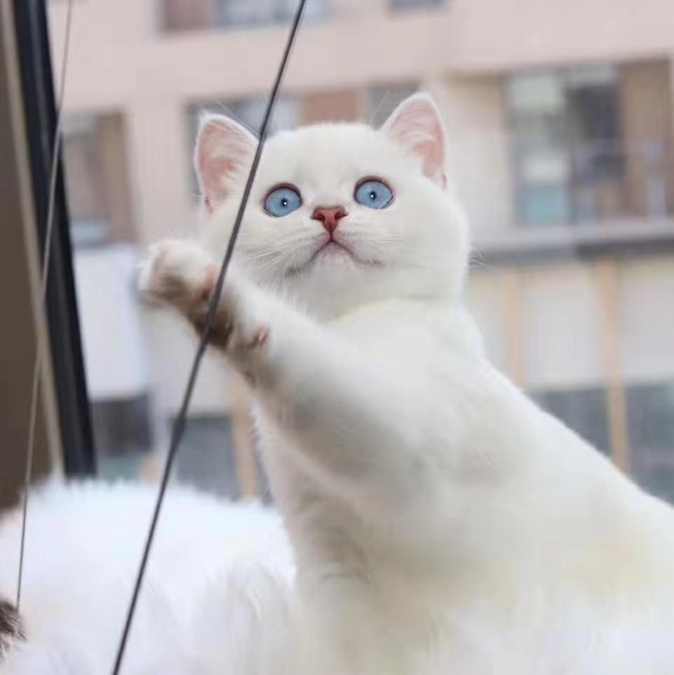 英短蓝猫布偶猫金渐层银渐层猫咪纯种幼猫银点猫幼崽蓝白宠物猫