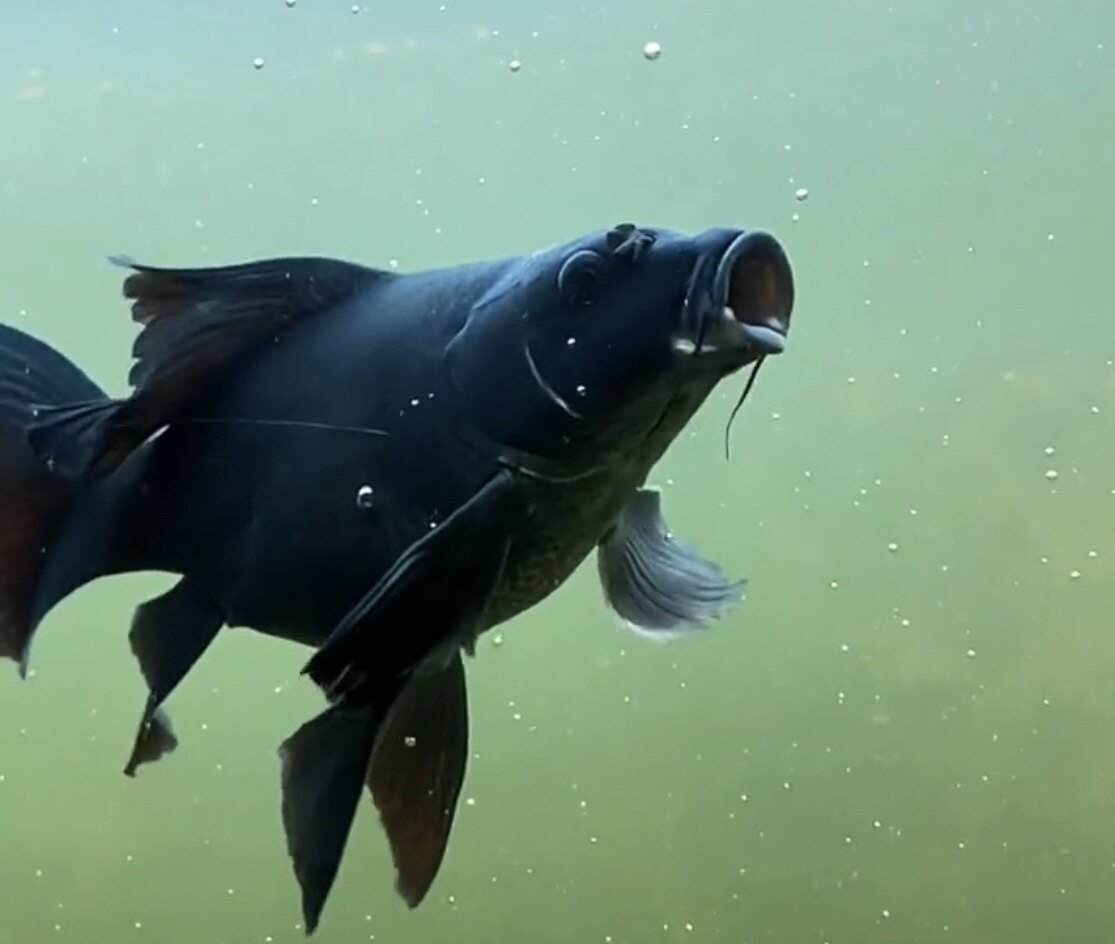 锦鲤高端球体黑色蝴蝶鲤大鳍大尾龙凤黑蝴蝶彗星鱼