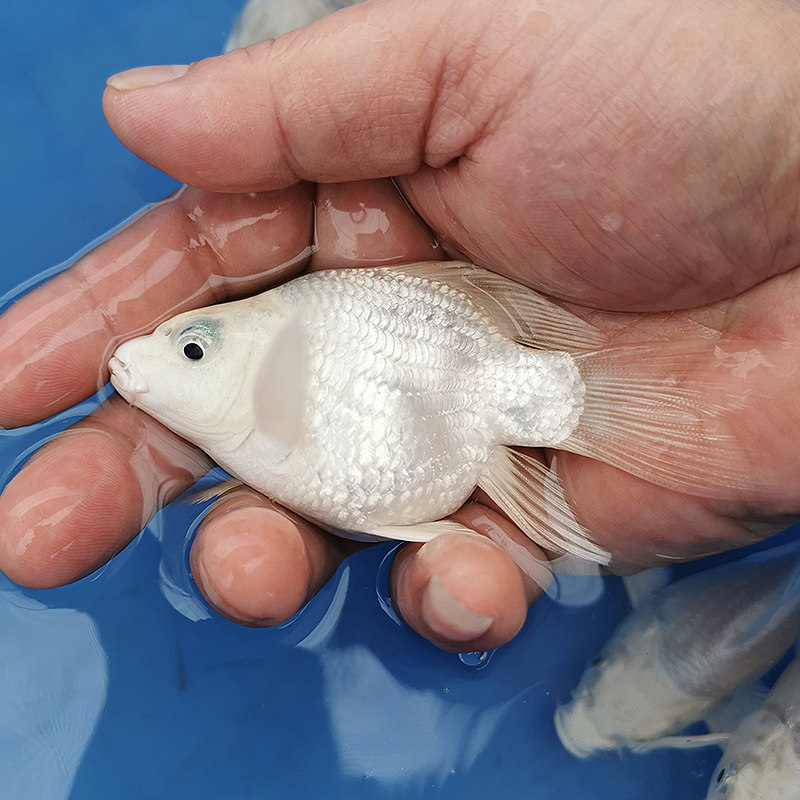 台湾正宗白金蝴蝶贵妃球形锦鲤长尾龙凤淡水鱼