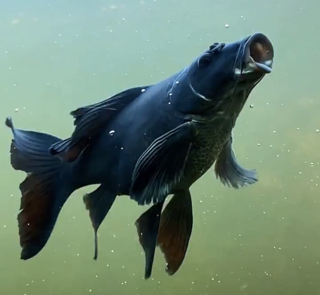 锦鲤高端球体黑色蝴蝶鲤大鳍大尾龙凤黑蝴蝶彗星鱼