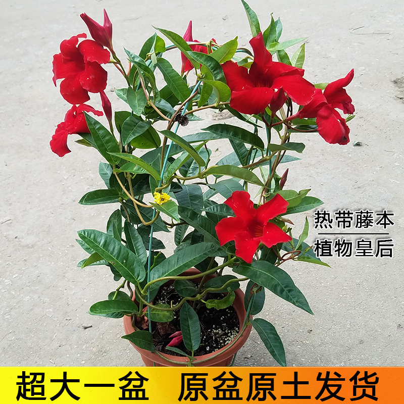 飘香盆栽双喜绿植四季开花双腺藤进口红蝉花花卉