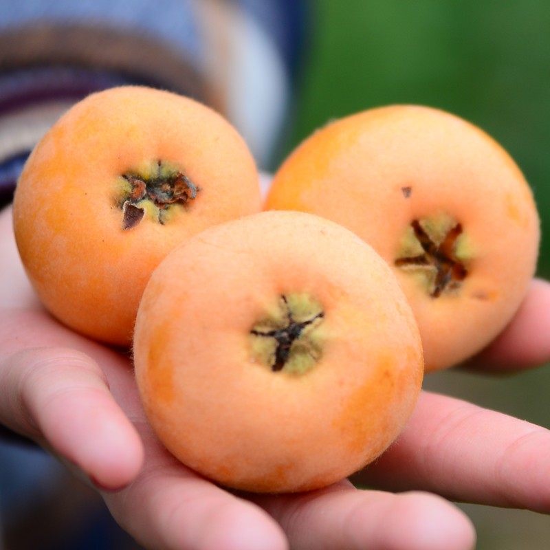 四川文宫大五星枇杷当季时令应季琵琶5斤新鲜枇杷