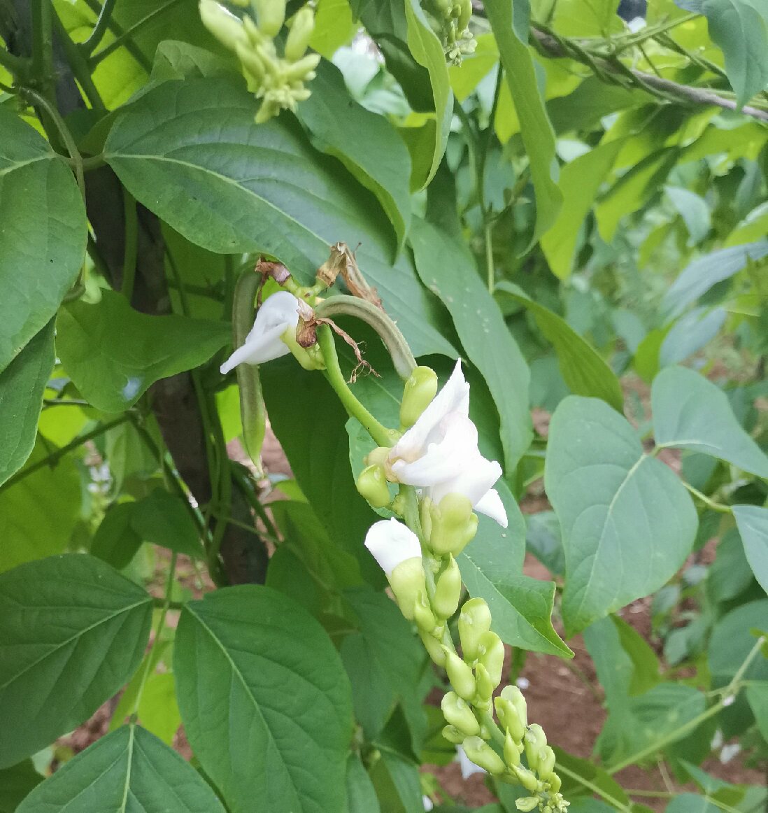 刀豆江西新鲜现摘巴豆绿色蔬菜农家自种大刀新鲜豆类