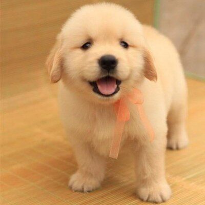 金毛纯种幼犬导盲寻回大头宽嘴家养中大型宠物狗狗狗