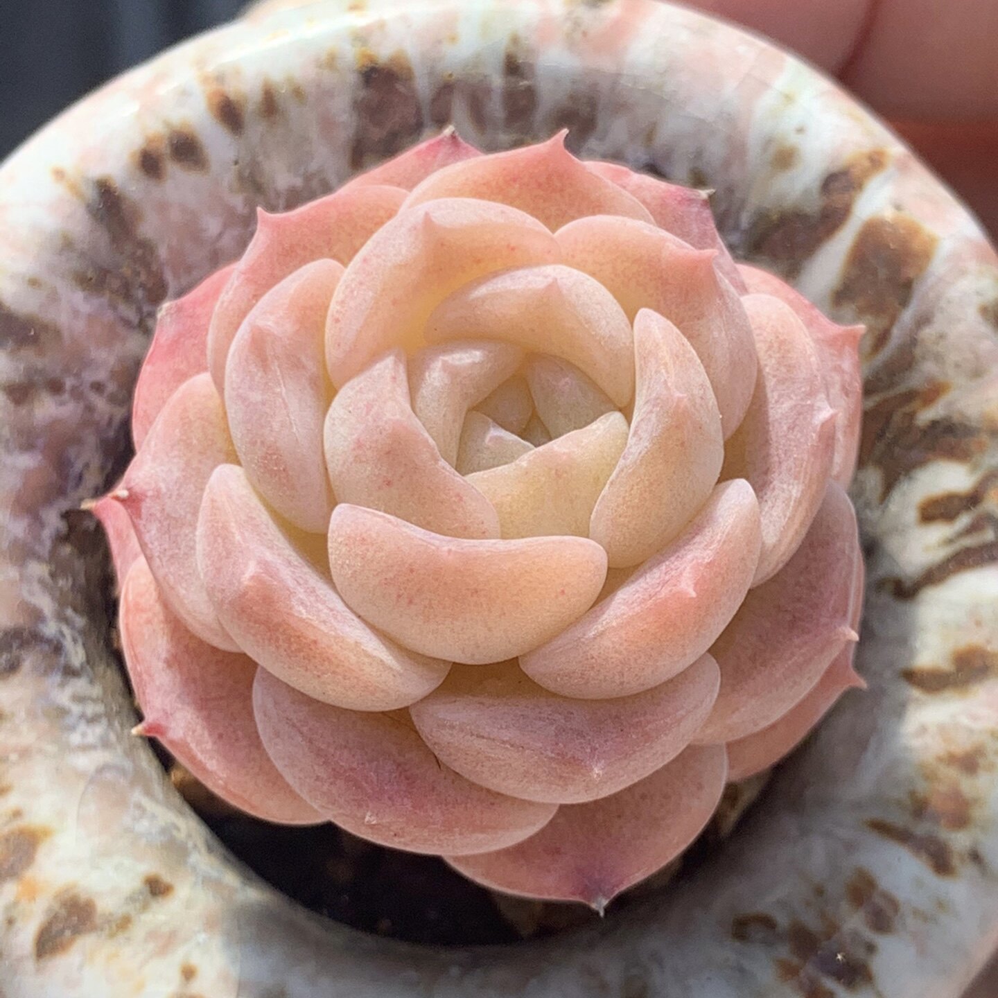 纯爱爱多冰糖雪梨正版粉红红果圆厚叶阳台韩国多肉植物