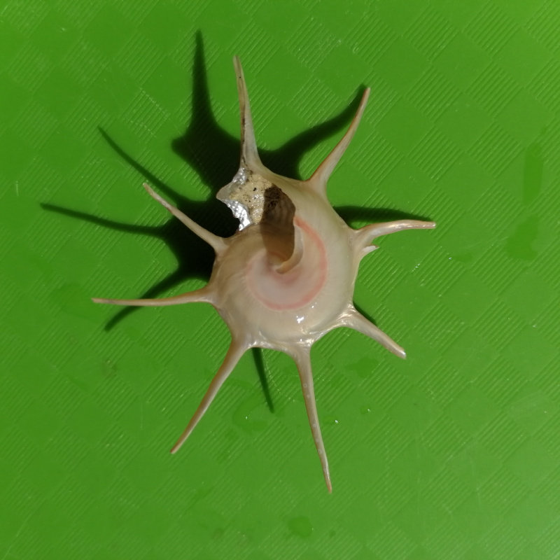 稀有天然海螺贝壳长刺星螺收藏标本鱼缸水族海螺