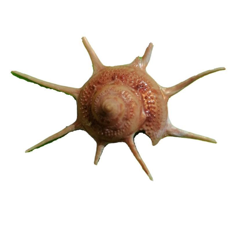 稀有天然海螺贝壳长刺星螺收藏标本鱼缸水族海螺