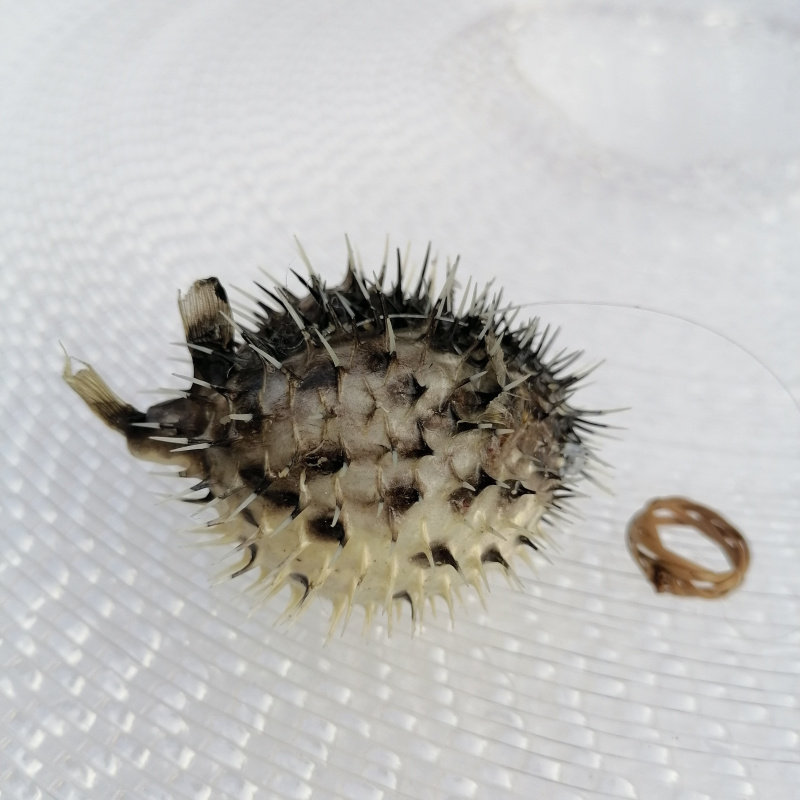 天然海刺豚鱼气骨鱼刺猬海洋鱼皮标本地中海家居海螺