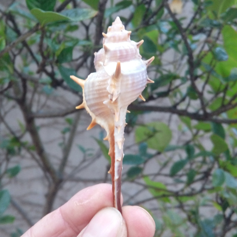 天然海螺贝壳女巫骨螺长刺水族鱼缸造景家居海螺