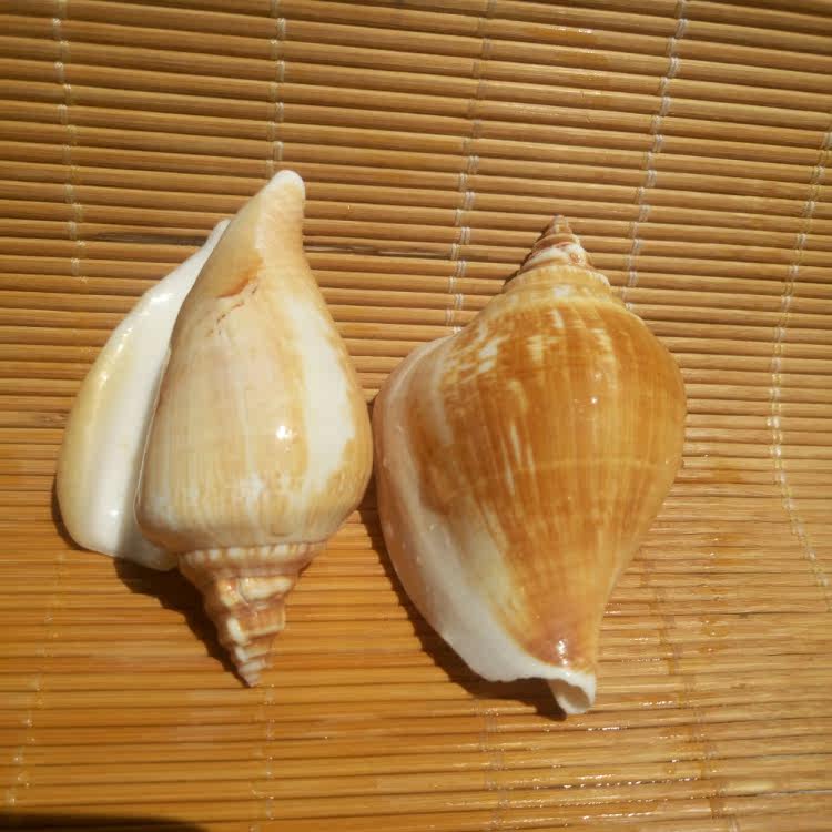 天然海螺贝壳富贵凤凰鱼缸造景橱窗设计装饰海螺