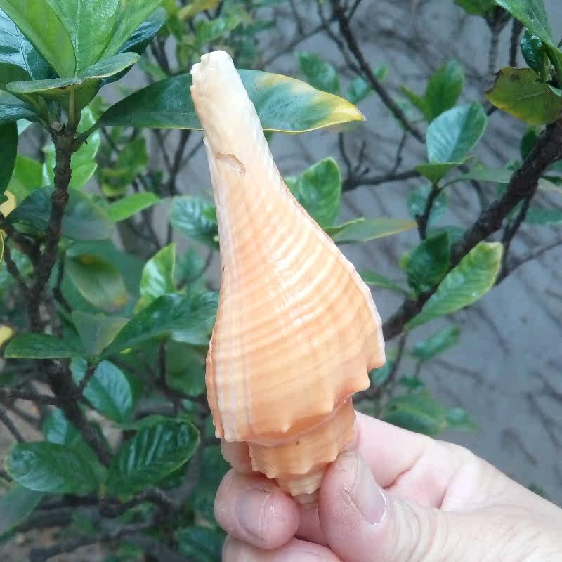 天然海螺贝壳红号长香火炬鱼缸水族造景装饰海螺