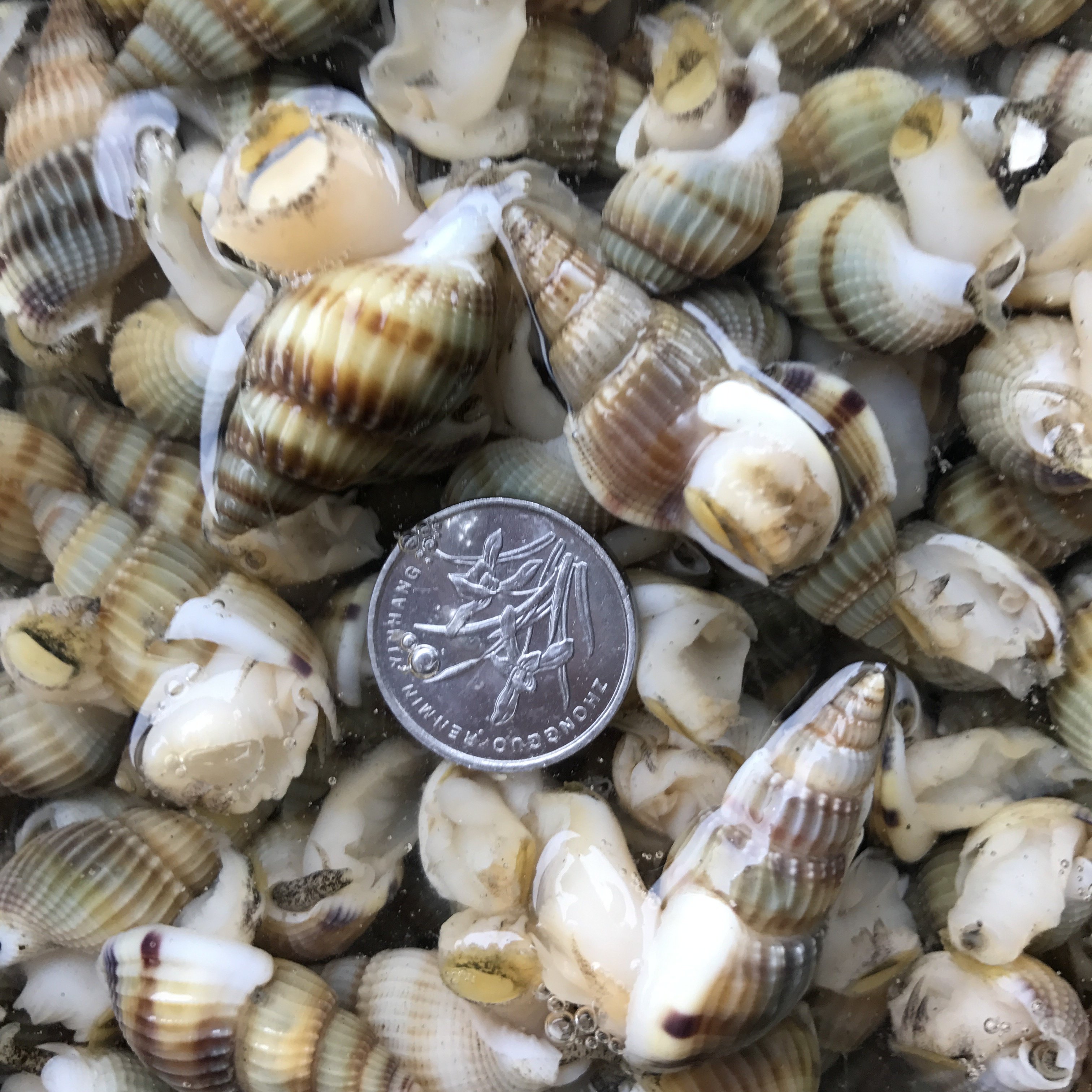 螺丝海丹东东港特产海锥海瓜子鲜活海鲜活发货3斤贝类制品