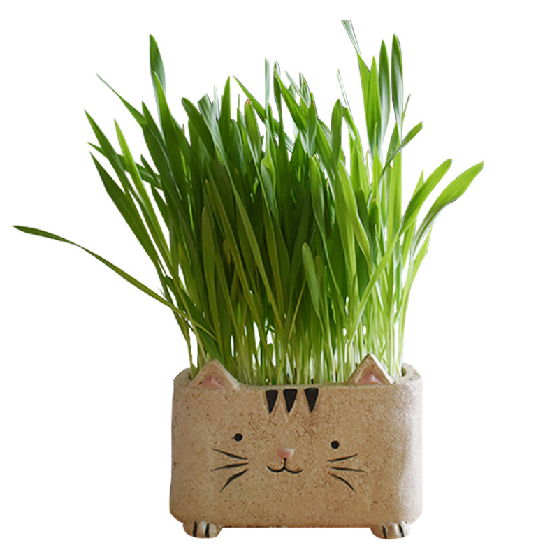 猫草种植猫咪种籽小麦草化毛球片除毛去除助消化猫咪特色零食