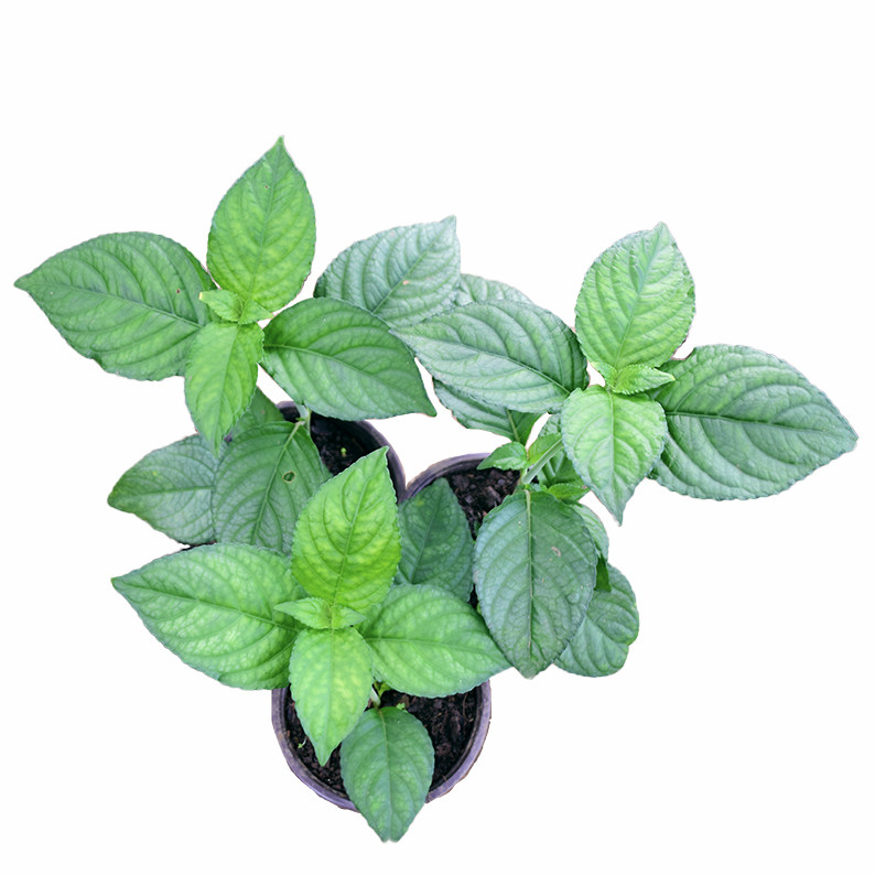 云南糯米香茶苗香叶香草型植物适合室内阳台庭院绿植