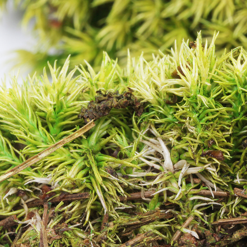马圆花艺块状苔藓永生花插花diy花艺花材绿植装饰花艺创作材料