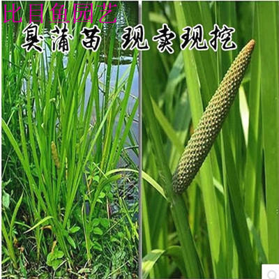 菖蒲蒲草野生臭蒲根臭蒲净化水质10颗绿植