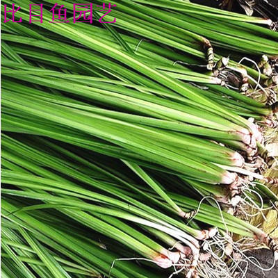 野生菖蒲草 臭蒲草 臭蒲根 臭蒲苗 菖蒲苗 水菖蒲 净化水质