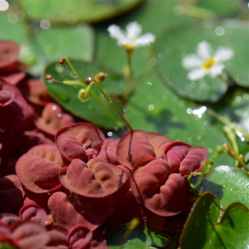 植物红毛水生浮萍水草水族景观水培虾龟缸满懒人绿植