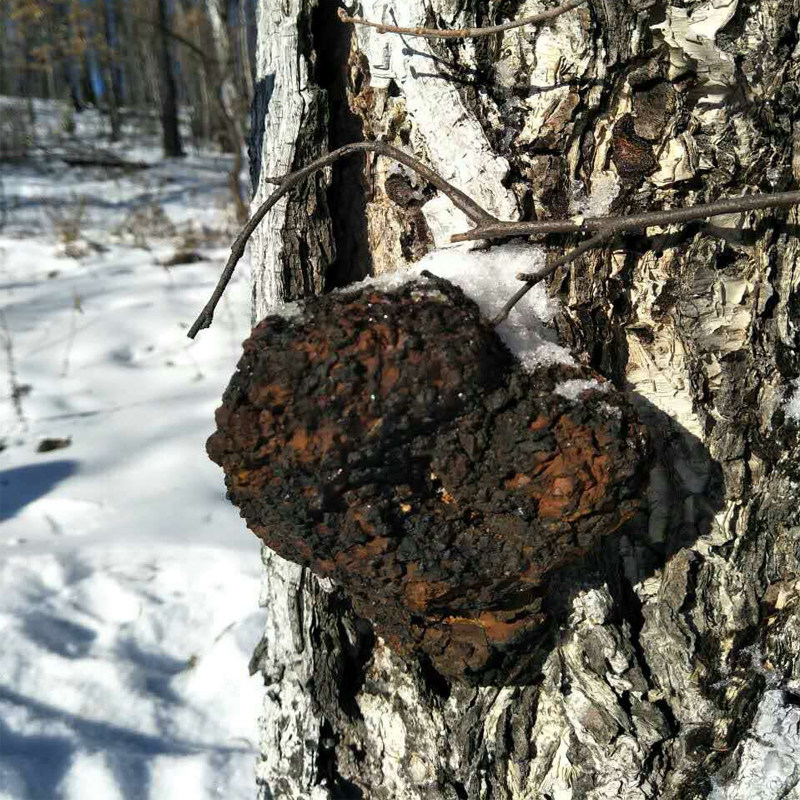 俄罗斯桦树茸桦树泪桦树胆白桦茸桦褐孔菌 500g包邮
