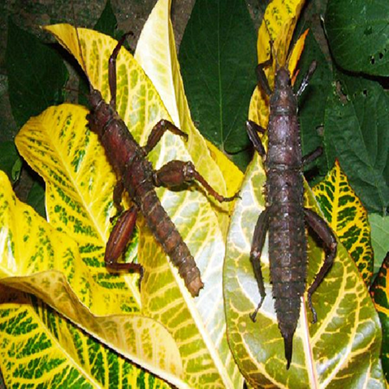 巨棘竹节节虫成虫苗子另类宠物活体昆虫展示其他爬虫