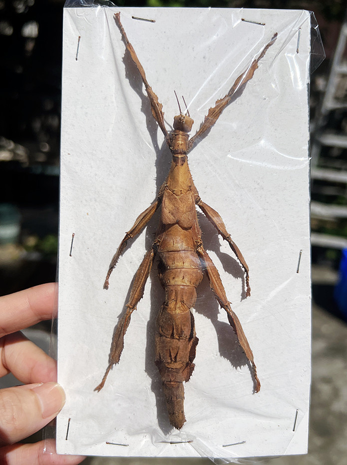 节虫标本竹节集合巨扁螳螂修目巨棘展翅幽灵特色爬宠