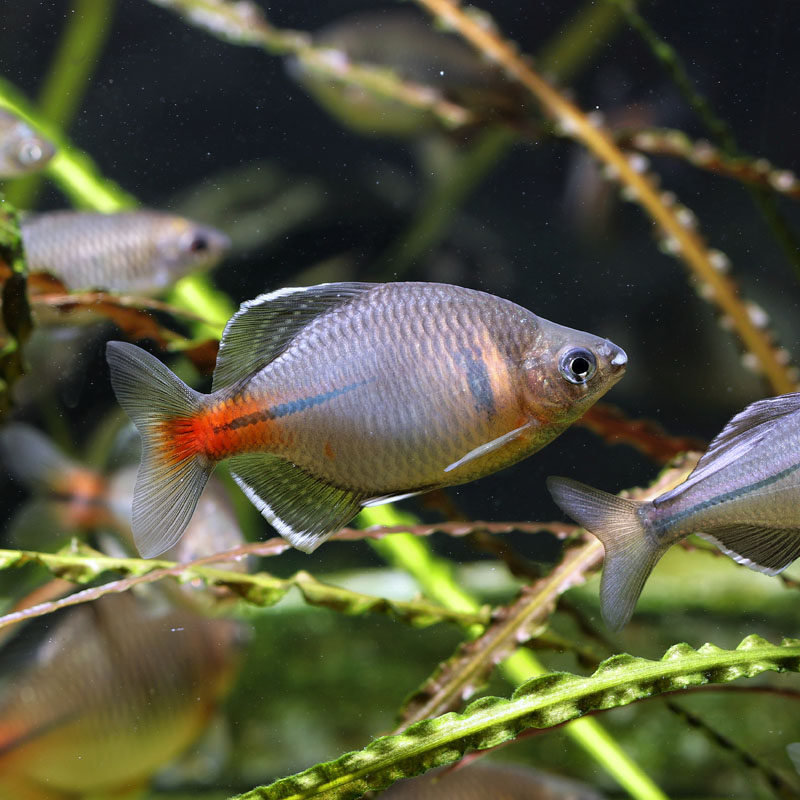 好养白边鳑鲏鲤科冷水原生稀有彩石高体火山齐氏鱼