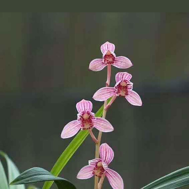 连城兰花金奖四季新秀秀时尚新品种建兰红花东方红时令草本花卉