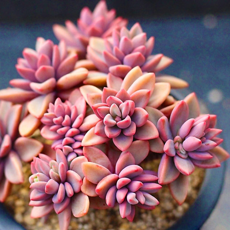 多肉植物紫心办公室内阳台桌面绿植多肉植物