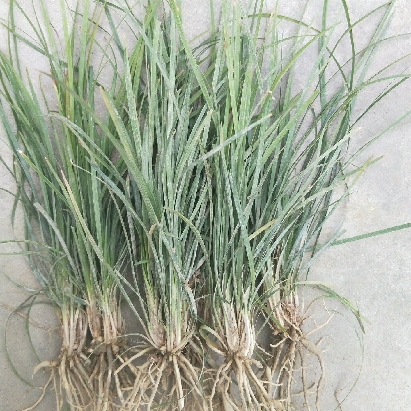 2022麦冬种苗庭院绿化苗中药材麦冬苗小区园林盆栽苗