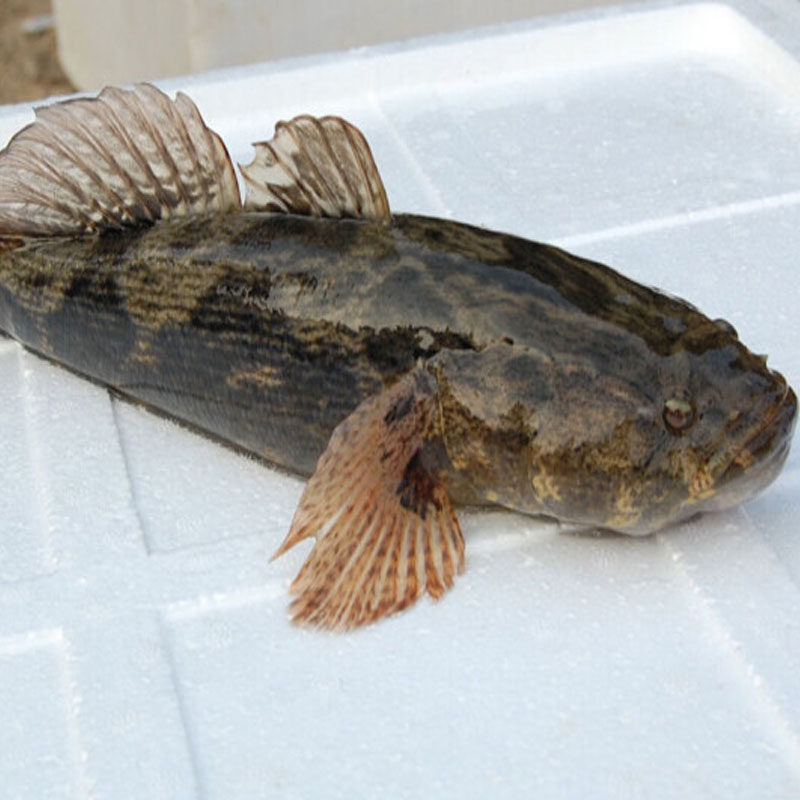 味道可收虎头子鱼呆子水产鲜美1517斤1条笋壳淡水鱼类