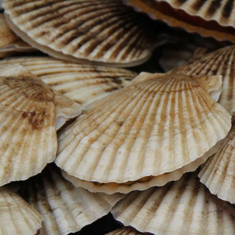 北京地区闪送直达生猛鲜活海鲜正宗大连獐子岛元贝扇贝单只2.5两