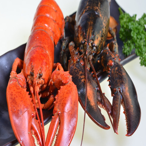 龙虾15斤1只北京闪送冰鲜波士顿冷冻加拿大新鲜冻虾