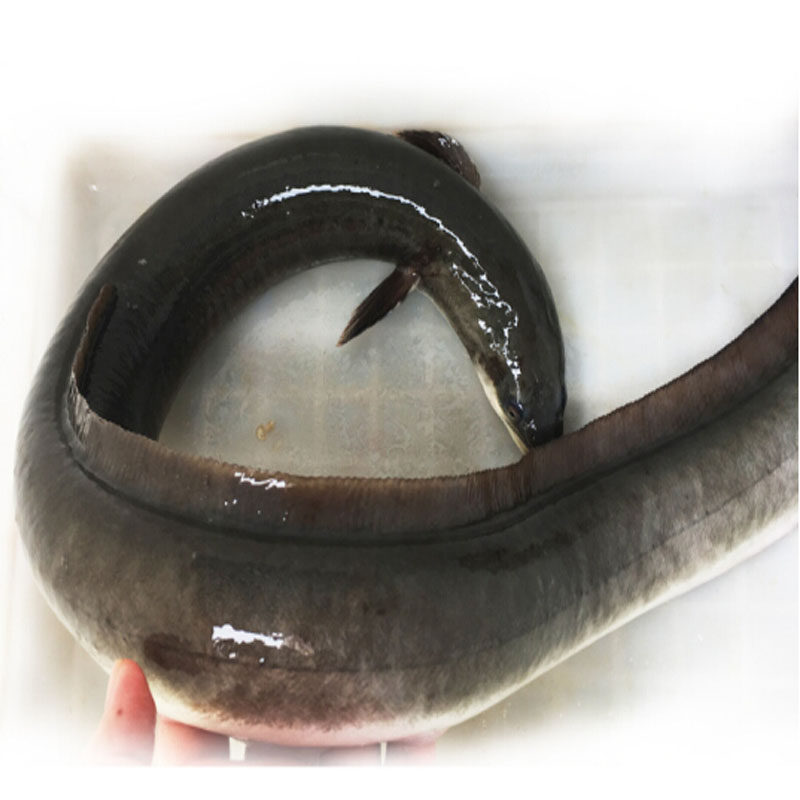 北京鳝鱼白鳝鱼寿司鳗鱼鳗河闪送鳝白鳗鲡鲜活其它