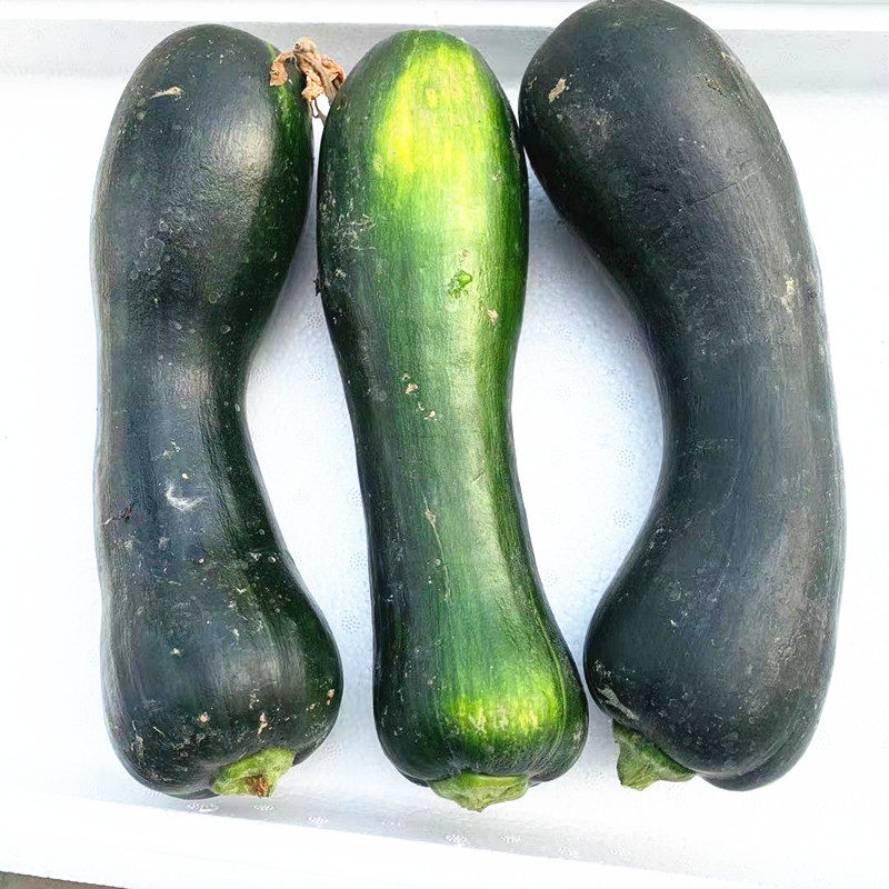 南瓜嫩青新鲜蔬菜长嫩青皮黑皮炒菜瓜果窝瓜南瓜