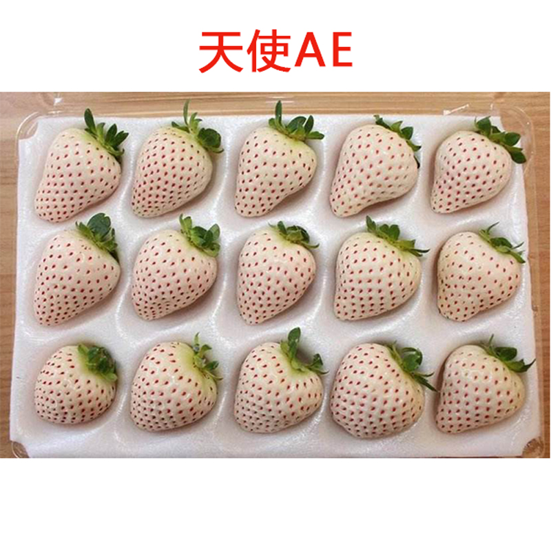 结果食用草莓苗 草莓苗盆栽白雪公主天使ae奶油草莓苗阳台种植四季