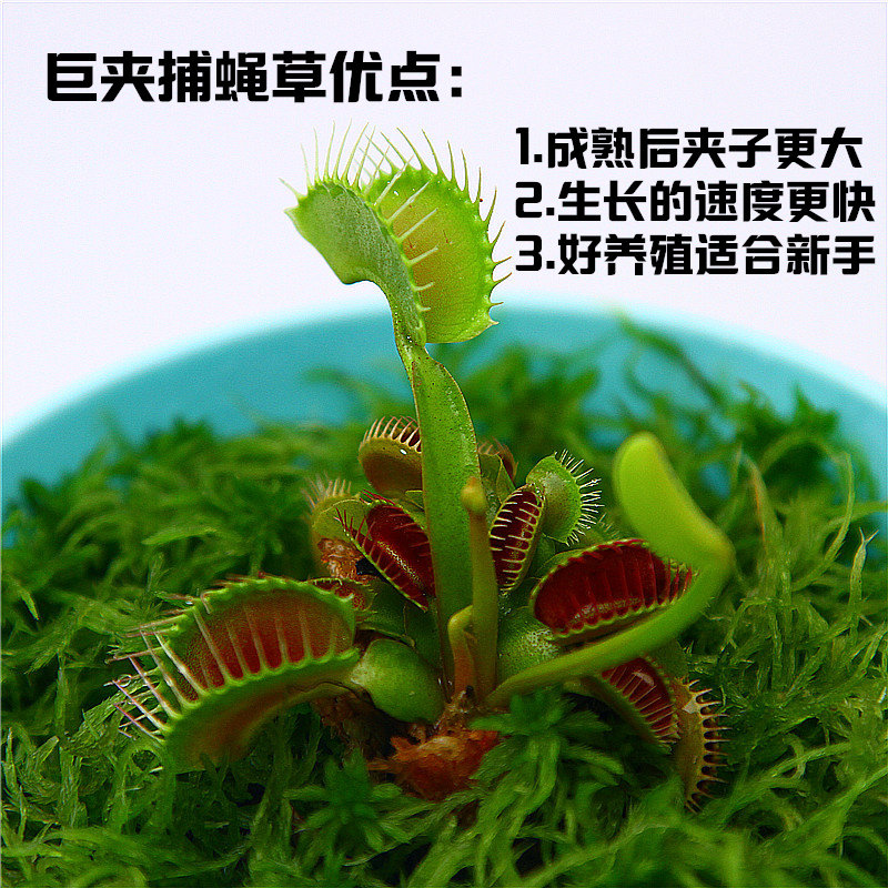 食虫植物巨夹捕蝇小苗盆栽蚊子苍蝇香草小虫花盆