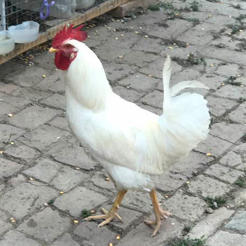 三年纯白无杂毛白公鸡活体包邮大白公鸡笨鸡草鸡童子鸡药引免运费